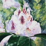 Rhododendron